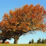 Baum des Lebens - Günter - Wasserzeichen