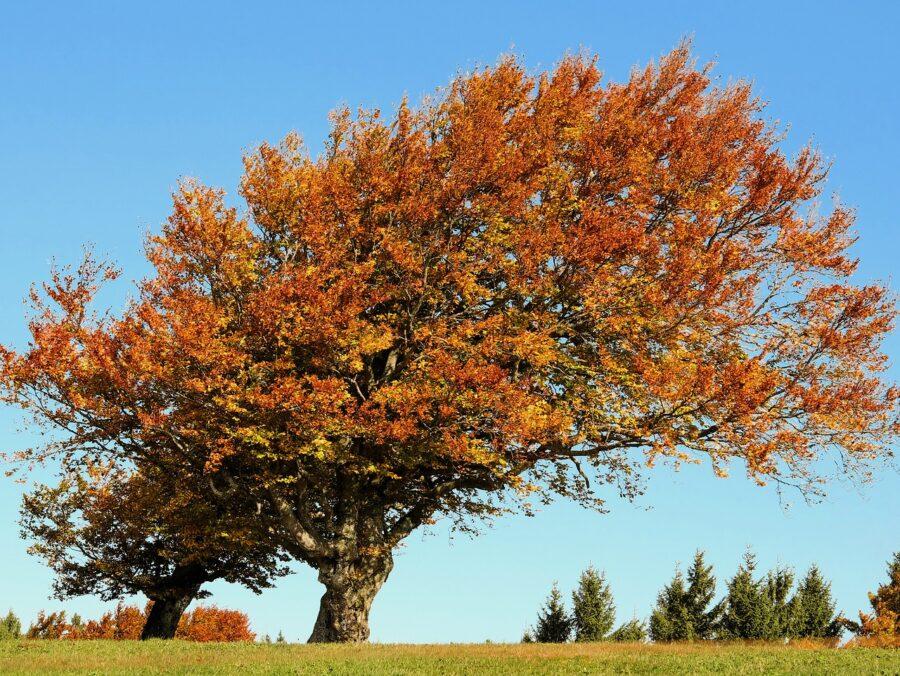 Baum des Lebens - Günter - Wasserzeichen