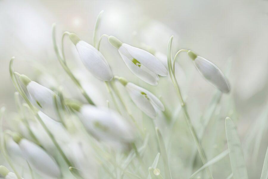 Frühling Wasserzeichen