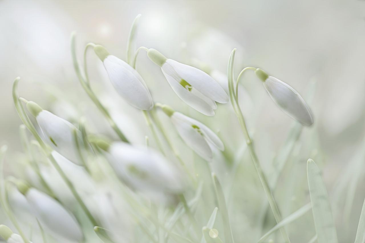 Frühling Wasserzeichen