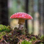 Das Wort Herbst - Günter - WASSERZEICHEN